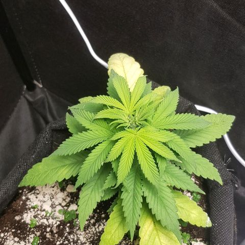 Skunk #1 #1 - 7.1 w/f growlog timeline photo