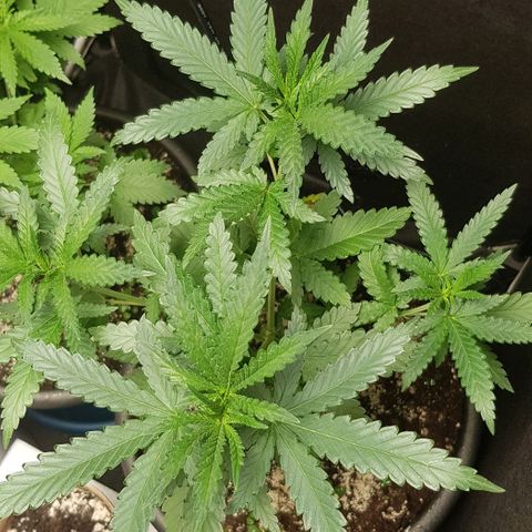 N13 Kush #1 - 9.2 w/f growlog timeline photo