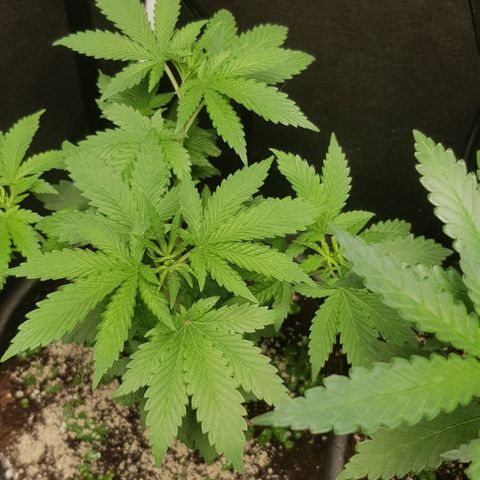 Skunk #1 #2 - 7.1 w/f growlog timeline photo