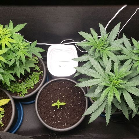 N13 Kush #1 - 9.2 w/f growlog timeline photo