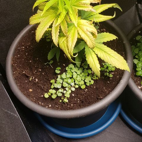 Skunk #1 #1 - 7.1 w/f growlog timeline photo