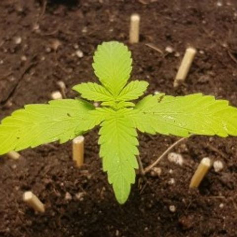 Auto w/w - 12 w/f growlog timeline photo
