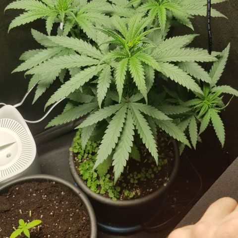 N13 Kush #1 - 9.2 w/f growlog timeline photo
