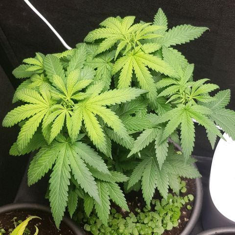 Skunk #1 #2 - 7.1 w/f growlog timeline photo