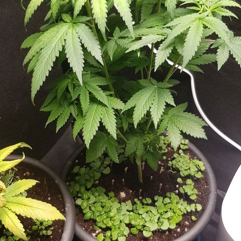 Skunk #1 #2 - 7.1 w/f growlog timeline photo