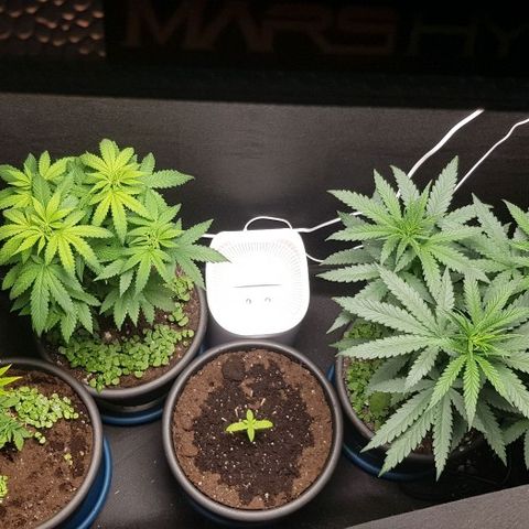 N13 Kush #1 - 9.2 w/f growlog timeline photo