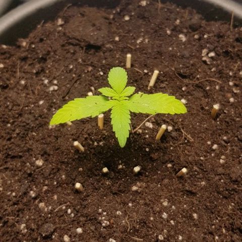 Auto w/w - 12 w/f growlog timeline photo