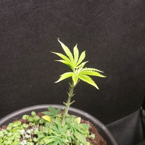Skunk #1 #1 - 7.1 w/f growlog timeline photo