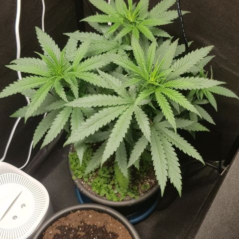 N13 Kush #1 - 9.2 w/f growlog timeline photo