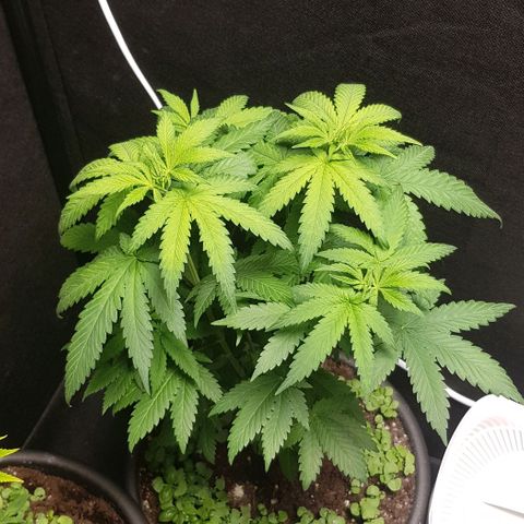 Skunk #1 #2 - 7.1 w/f growlog timeline photo