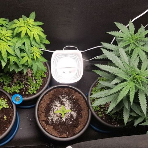 N13 Kush #1 - 9.2 w/f growlog timeline photo
