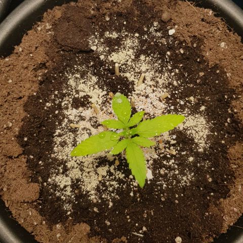 Auto w/w - 12 w/f growlog timeline photo