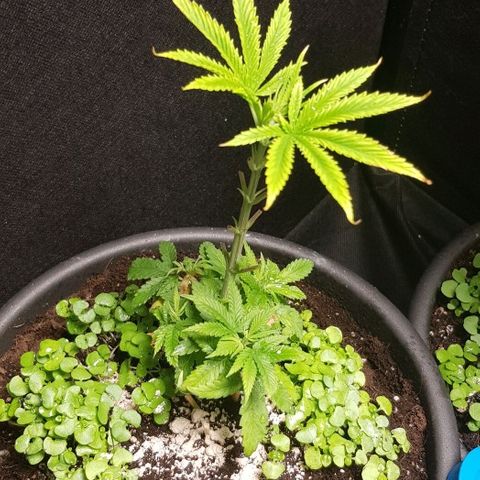 Skunk #1 #1 - 7.1 w/f growlog timeline photo