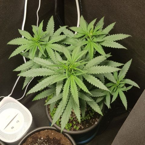 N13 Kush #1 - 9.2 w/f growlog timeline photo
