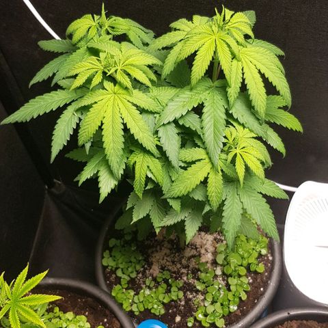 Skunk #1 #2 - 7.1 w/f growlog timeline photo