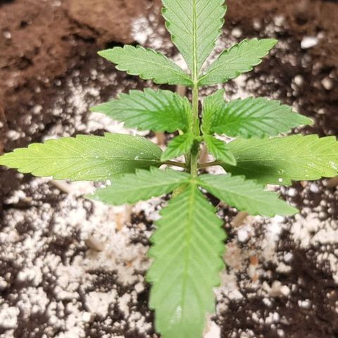 Auto w/w - 12 w/f growlog timeline photo