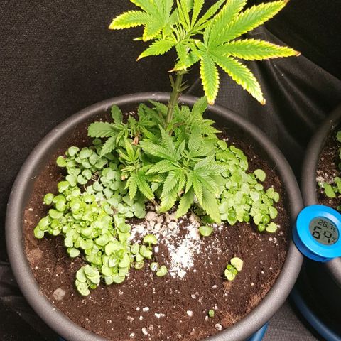 Skunk #1 #1 - 7.1 w/f growlog timeline photo