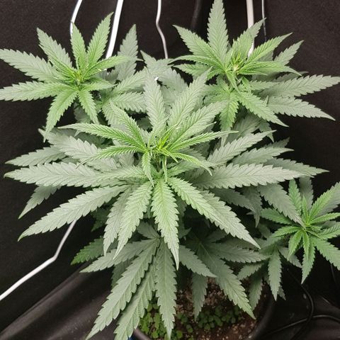 N13 Kush #1 - 9.2 w/f growlog timeline photo