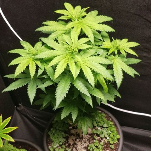 Skunk #1 #2 - 7.1 w/f growlog timeline photo