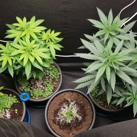 N13 Kush #1 - 9.2 w/f growlog timeline photo