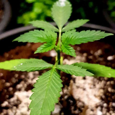 Auto w/w - 12 w/f growlog timeline photo