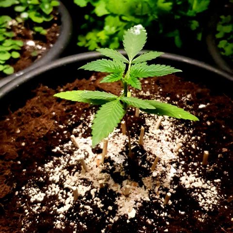 Auto w/w - 12 w/f growlog timeline photo