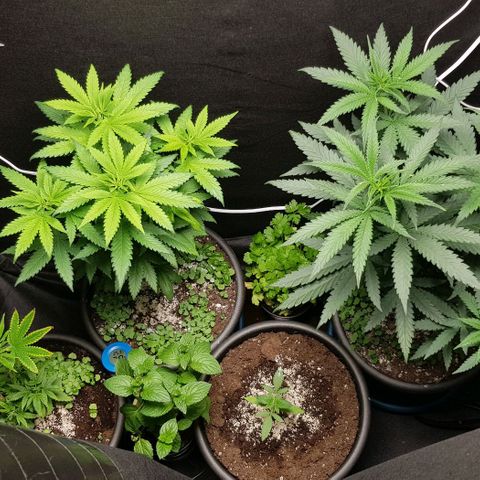 N13 Kush #1 - 9.2 w/f growlog timeline photo