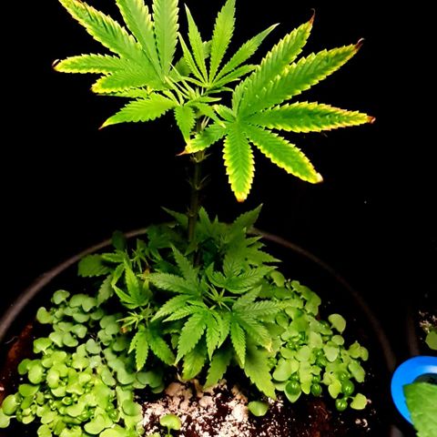 Skunk #1 #1 - 7.1 w/f growlog timeline photo
