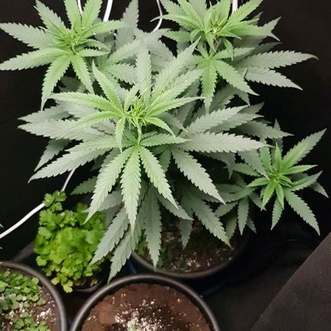 N13 Kush #1 - 9.2 w/f growlog timeline photo