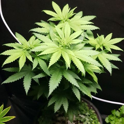 Skunk #1 #2 - 7.1 w/f growlog timeline photo