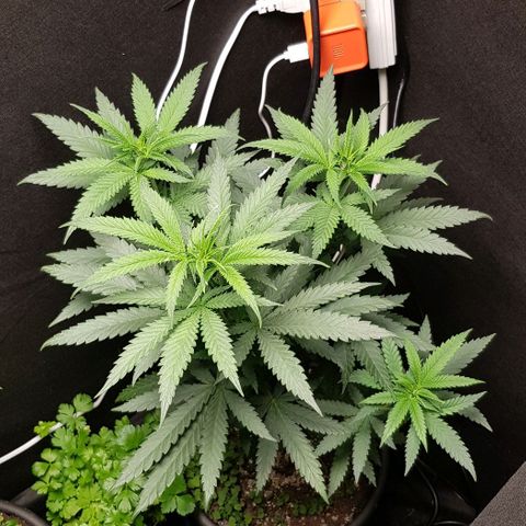 N13 Kush #1 - 9.2 w/f growlog timeline photo