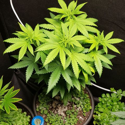 Skunk #1 #2 - 7.1 w/f growlog timeline photo