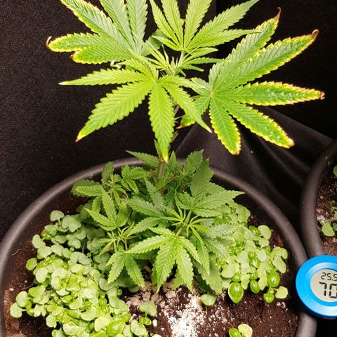 Skunk #1 #1 - 7.1 w/f growlog timeline photo