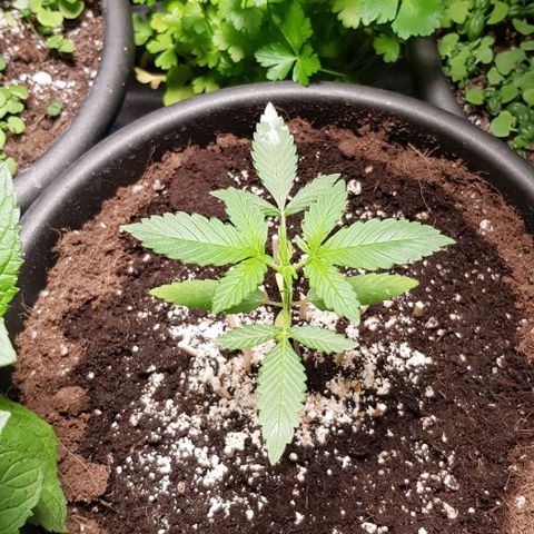 Auto w/w - 12 w/f growlog timeline photo