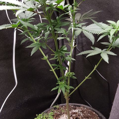 N13 Kush #1 - 9.2 w/f growlog timeline photo