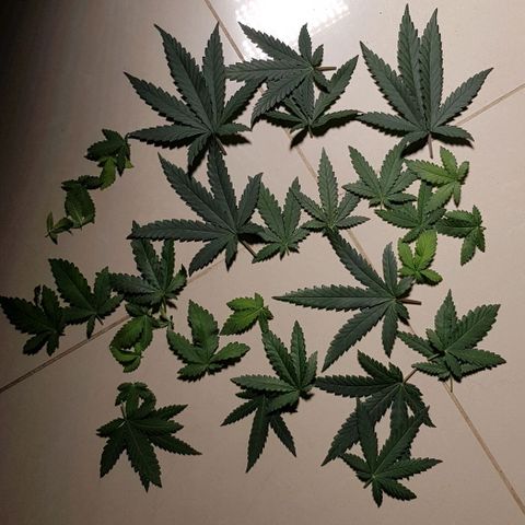 N13 Kush #1 - 9.2 w/f growlog timeline photo