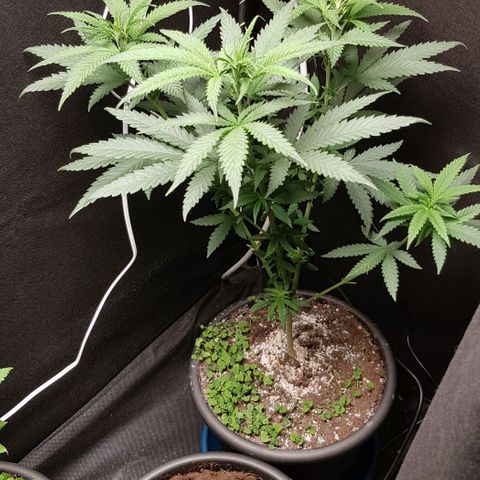 N13 Kush #1 - 9.2 w/f growlog timeline photo