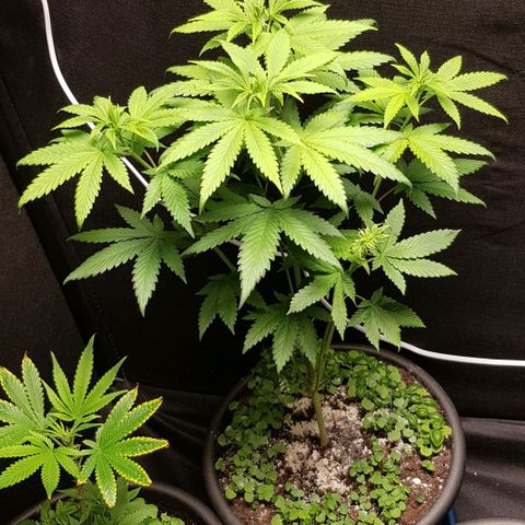 Skunk #1 #2 - 7.1 w/f growlog timeline photo