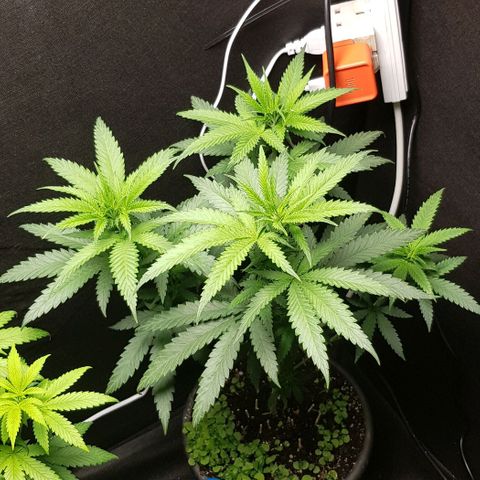 N13 Kush #1 - 9.2 w/f growlog timeline photo