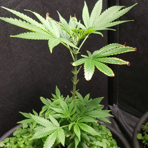 Skunk #1 #1 - 7.1 w/f growlog timeline photo