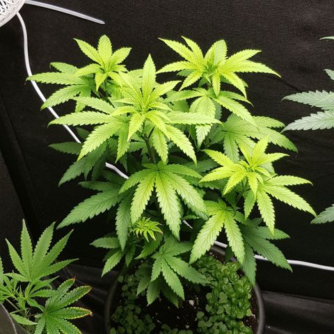 Skunk #1 #2 - 7.1 w/f growlog timeline photo