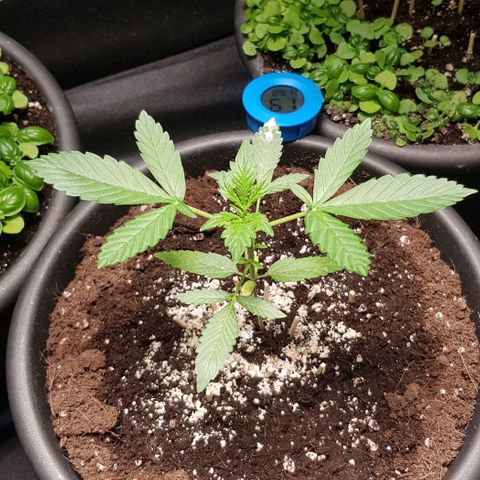 Auto w/w - 12 w/f growlog timeline photo