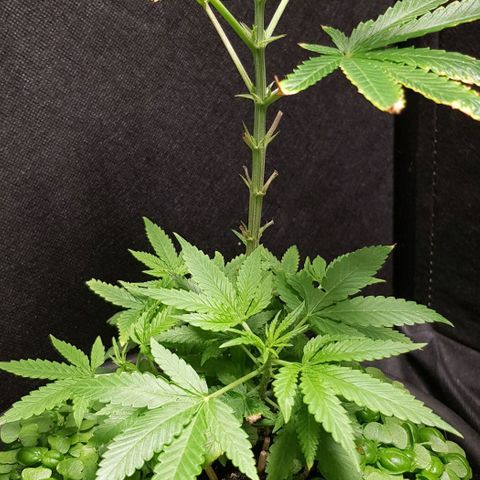 Skunk #1 #1 - 7.1 w/f growlog timeline photo