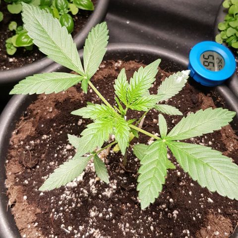 Auto w/w - 12 w/f growlog timeline photo