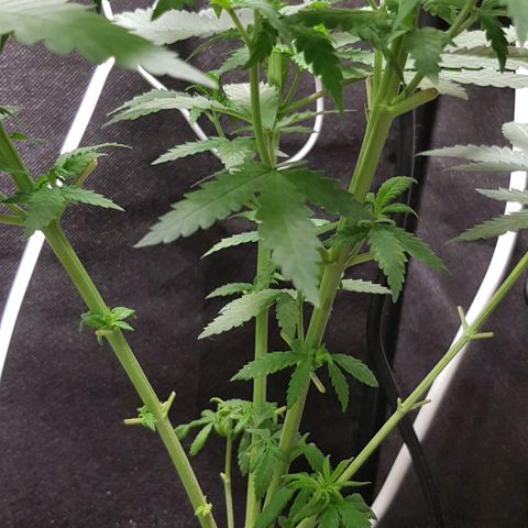 N13 Kush #1 - 9.2 w/f growlog timeline photo