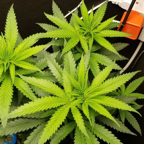 N13 Kush #1 - 9.2 w/f growlog timeline photo