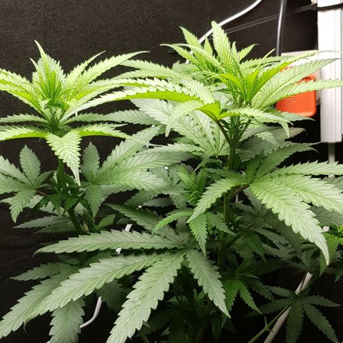 N13 Kush #1 - 9.2 w/f growlog timeline photo