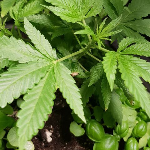 Skunk #1 #1 - 7.1 w/f growlog timeline photo