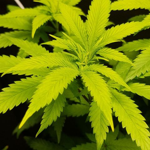 Skunk #1 #2 - 7.1 w/f growlog timeline photo