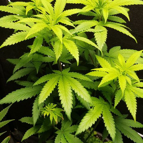 Skunk #1 #2 - 7.1 w/f growlog timeline photo